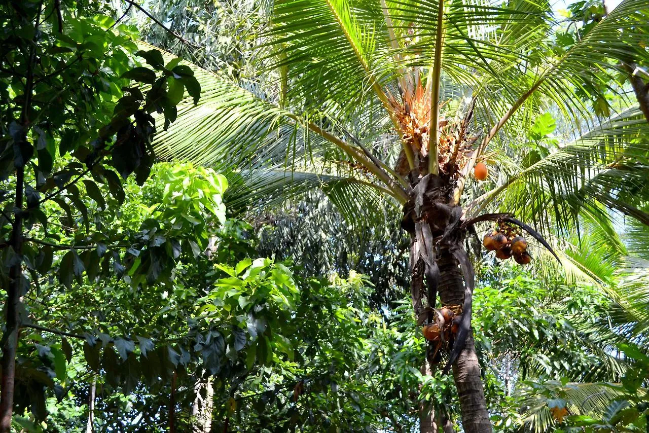 Sigiriya Freedom Lodge Дамбулла Шри-Ланка