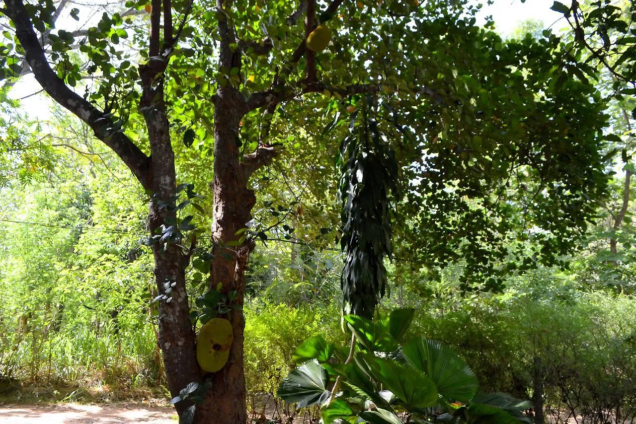 Sigiriya Freedom Lodge Дамбулла